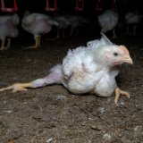 Verletzungen, Deformationen, Krankheiten: die Norm in der Masthuhn-Aufzucht