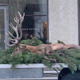 Jagdprotest: Vereine RespekTiere und VGT bei Hubertusmesse gestern im Salzburger Dom