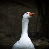 Einladung: Martini-Leid im 1. Bezirk sichtbar gemacht