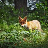 VGT-Projekt Waldkauf: ein geschützter Lebensraum für Wildtiere
