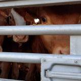 Tiertransporte: illegal