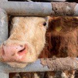 Mastrinder voller Kot: Anzeige gegen Betrieb in Vorarlberg