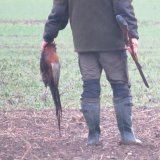 VGT-Erfolg bei Niederwildjagd in Gattendorf, Bgld: 60 Jäger:innen schießen nur 10 Fasane