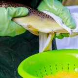 Massentierhaltung von Fischen in Österreich – Teil 2