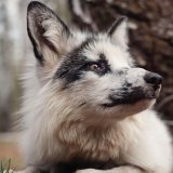 Fur Free Europe: In Rekordzeit 1 Mio. Stimmen gegen Pelz