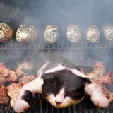 VGT-Aktion: Hier werden Katzen und Hunde gegrillt