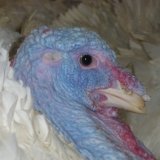 VGT: Herkunfts-Check Putenfleisch zeigt, dass Haltungskennzeichnung notwendig