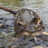 Weihnachtskarpfen: Tierleid um der Tradition Willen