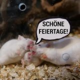 Weihnachtswunder für Vanessa, Gwen und Tom