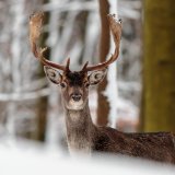 2023 Burgenland: Ende der Gatterjagd und Auflösung des Landesjagdverbands