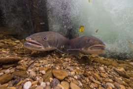 Huchen in der Pielach