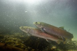 Huchen in der Pielach, seitlich