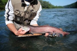 Huchen, Angler, Fluss San, Polen