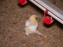 Zusammengebrochenes Kücken vor Tränkanlage