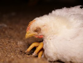erschöpftes Huhn