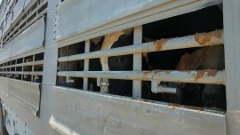 Tiertransport
