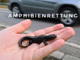 Alpenkammmolch