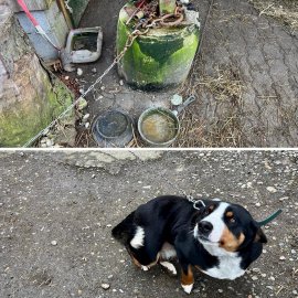 Hund 1