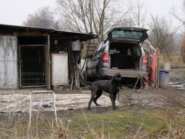 Hund 3
