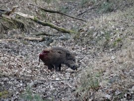 Angeschossenes Schwein