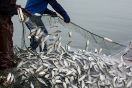 Fische im Netz