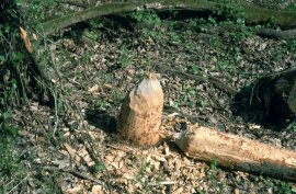 Ein von einem Biber gefällter Baum