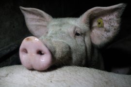 Schwein
