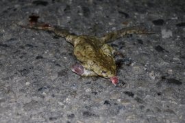 Kröte tot