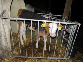 Kalb 1