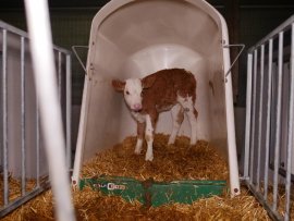 Kalb 2