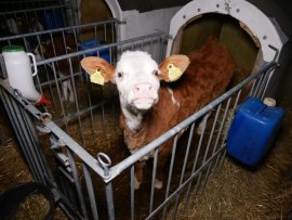 Kalb 3