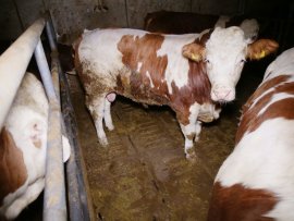 Rind in Stall