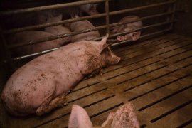Schweine