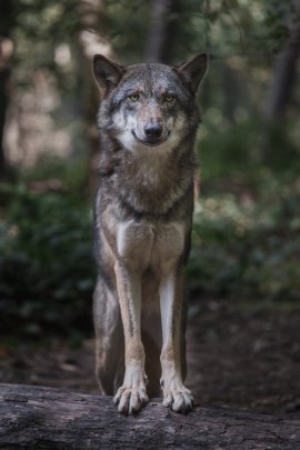 Wolf