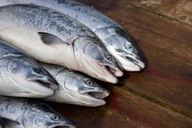 Lachs