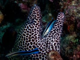 Putzerlippfisch 2
