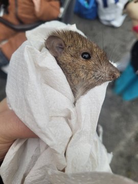 Ratte 1