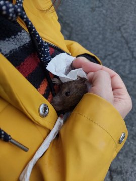 Ratte 2
