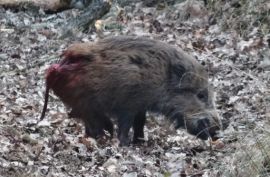Wildschwein
