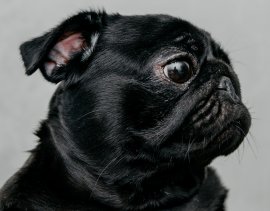 Ein Mops im Profil