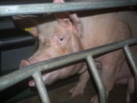 Ein Mutterschwein im Kastenstand
