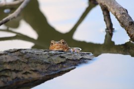 Amphibien 2