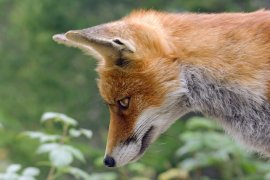Fuchs