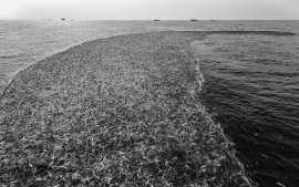 Fische 2