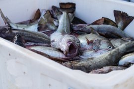 Fische 3