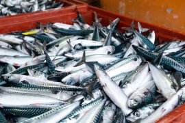 Fische 4