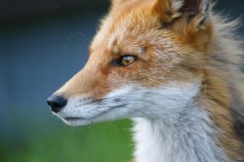 Fuchs
