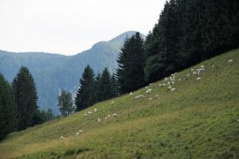 Schafe auf Alm