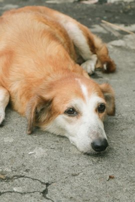 Hund