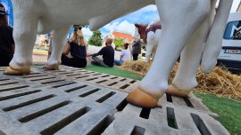 Spaltenboden bei Rindern